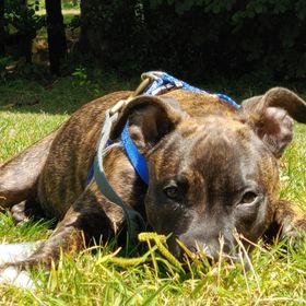 Vallory, the dog who started it all